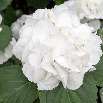 Hydrangea macrophylla Schneeball - Ortensia Hydrangea macrophylla Schneeball - Ortensia
