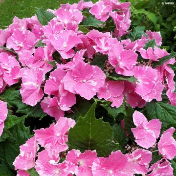 Hydrangea macrophylla So Long Starlit Sky - Ortensia