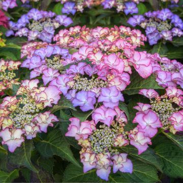 Hydrangea macrophylla Tiffany - Ortensia
