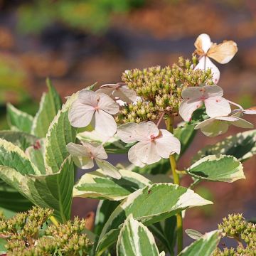 Hydrangea macrophylla Tricolor - Ortensia