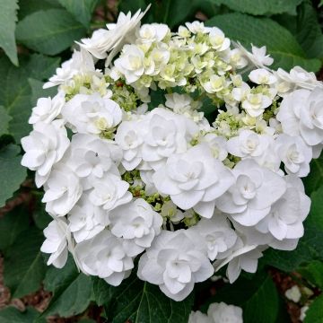 Hydrangea macrophylla Wedding Gown - Ortensia Hydrangea macrophylla Wedding Gown - Ortensia