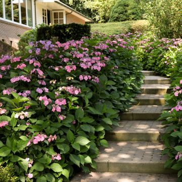 Hydrangea serrata Summer Glow - Ortensia