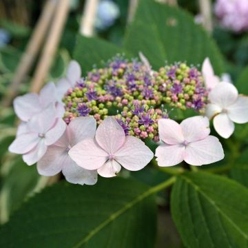 Hydrangea serrata Princesse Eugénie - Ortensia
