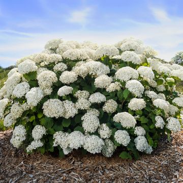 Hydrangea arborescens FlowerWOW - Ortensia