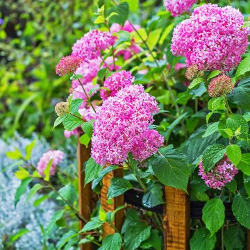 Hydrangea arborescens Pink Annabelle - Ortensia Hydrangea arborescens Pink Annabelle - Ortensia