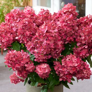 Hydrangea paniculata Bloody Marie - Ortensia paniculata