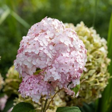 Hydrangea arborescens  Stand up Pink - Ortensia