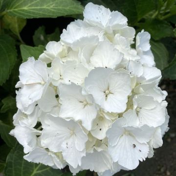Hydrangea macrophylla Nymphe - Ortensia