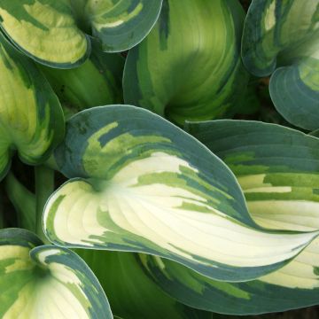 Hosta Teacher's Pride