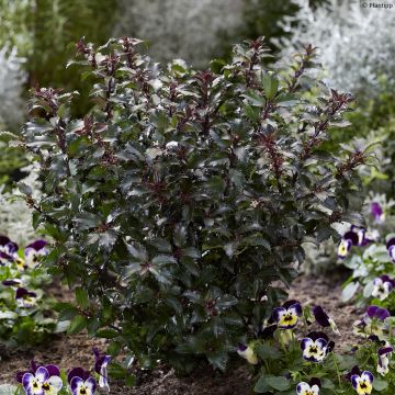 Ilex meserveae Gentle - Agrifoglio