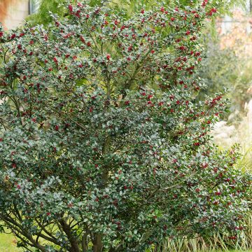 Ilex aquifolium Alaska - Agrifoglio