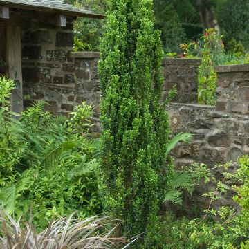Ilex crenata Fastigiata - Agrifoglio giapponese