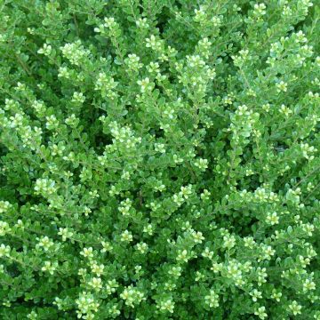 Ilex crenata Glorie Dwarf - Agrifoglio giapponese