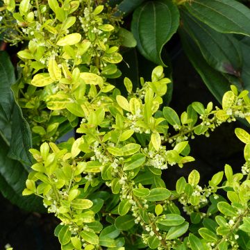 Ilex crenata Glory Gem - Agrifoglio giapponese