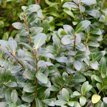 Ilex crenata Green Hedge - Agrifoglio giapponese