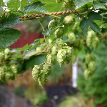 Luppolo Cascade - Humulus lupulus