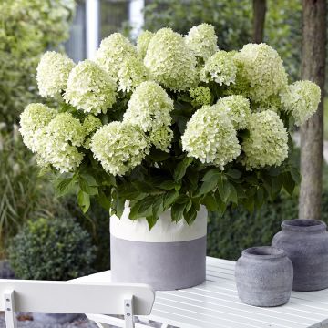 Hydrangea paniculata Little Spooky - Ortensia paniculata