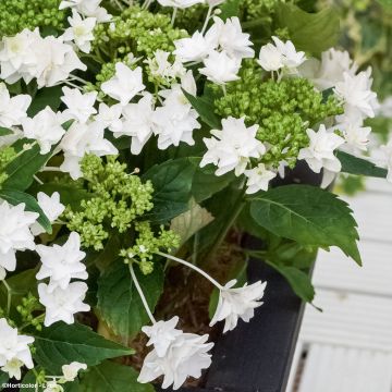Hydrangea macrophylla Shooting Star - Ortensia