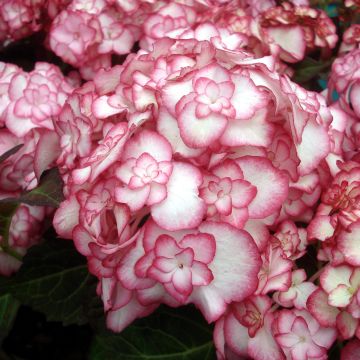 Hydrangea macrophylla Miss Saori - Ortensia