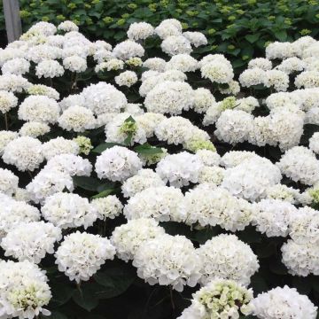 Hydrangea macrophylla Rendez-Vous Choco Pur - Ortensia