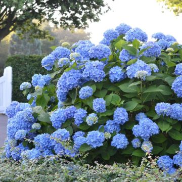 Hydrangea macrophylla Endless Summer The Original Blue - Ortensia