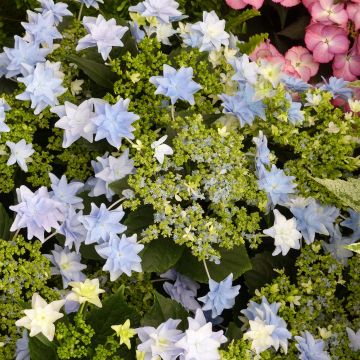 Hydrangea macrophylla Fireworks Blue - Ortensia