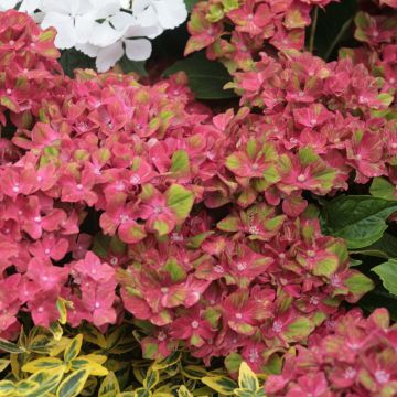 Hydrangea macrophylla Schloss Wackerbarth - Ortensia