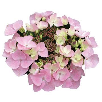 Hydrangea macrophylla Teller Messalina - Ortensia