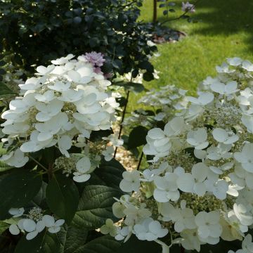 Hydrangea paniculata Bombshell - Ortensia paniculata Hydrangea paniculata Bombshell - Ortensia paniculata