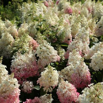 Hydrangea paniculata Candlelight - Ortensia paniculata Hydrangea paniculata Candlelight - Ortensia paniculata
