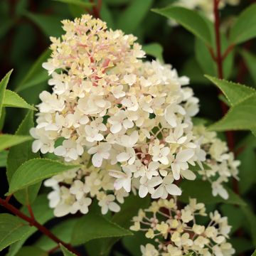 Hydrangea paniculata Coussine (Petite Flori) - Ortensia