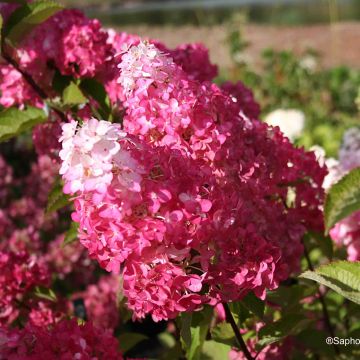 Hydrangea paniculata Fraise Melba - Ortensia paniculata