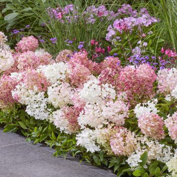 Hydrangea paniculata Groundbreaker - Ortensia paniculata