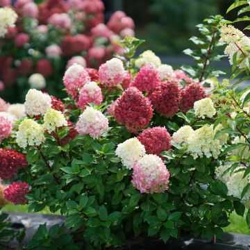 Hydrangea paniculata Little Lime Punch - Ortensia paniculata