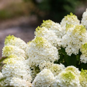 Hydrangea paniculata Little Hottie - Ortensia paniculata