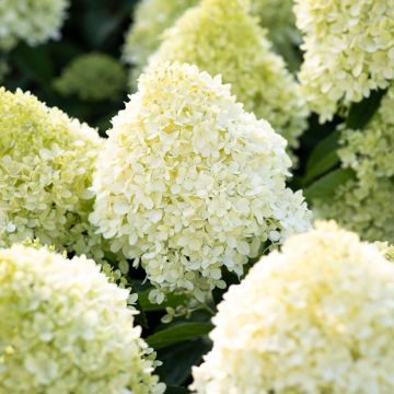 Hydrangea paniculata Living Cotton Cream - Hortensia paniculé