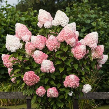 Hydrangea paniculata Living Pink & Rose - Ortensia paniculata
