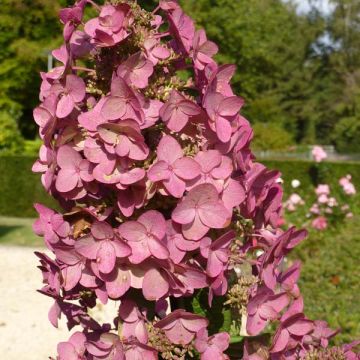 Hydrangea paniculata Mega Mindy - Ortensia paniculata