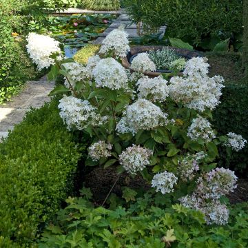 Hydrangea paniculata Phantom - Ortensia paniculata
