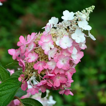 Hydrangea paniculata Pinky Winky - Ortensia paniculata Hydrangea paniculata Pinky Winky - Ortensia paniculata