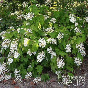 Hydrangea quercifolia Alice - Ortensia a foglie di quercia