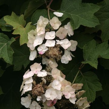 Hydrangea quercifolia Burgundy - Ortensia a foglie di quercia