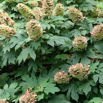 Hydrangea quercifolia Jetstream - Ortensia a foglie di quercia