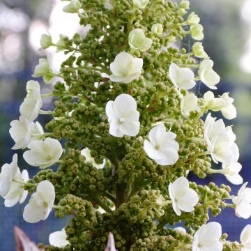 Hydrangea quercifolia Munchkin - Ortensia a foglie di quercia Hydrangea quercifolia Munchkin - Ortensia a foglie di quercia