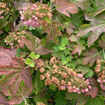 Hydrangea quercifolia Ruby Slippers - Ortensia a foglie di quercia