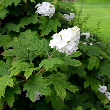 Hydrangea quercifolia Snow Queen - Ortensia a foglie di quercia Hydrangea quercifolia Snow Queen - Ortensia a foglie di quercia