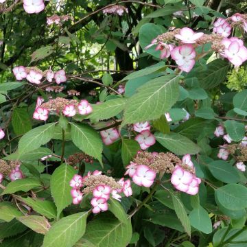 Hydrangea serrata Kiyosumi - Ortensia