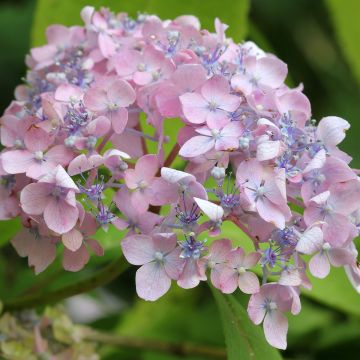 Hydrangea macrophylla Spreading beauty - Ortensia Hydrangea macrophylla Spreading beauty - Ortensia