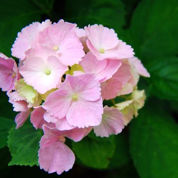 Hydrangea macrophylla Everbloom Pink Wonder