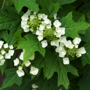 Hydrangea quercifolia Bultinks Giant Flowers - Ortensia a foglie di quercia